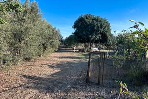 Terreno agricolo sito in agro di Quartucciu