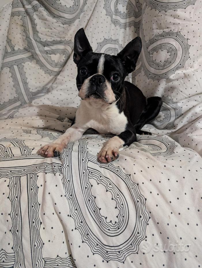 Simpatico sottobicchiere con cane di Boston Terrier