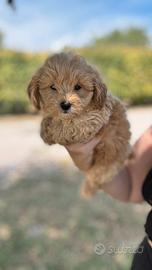 Olaf, cucciolo di maltipoo