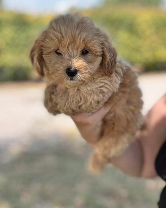 Olaf, cucciolo di maltipoo