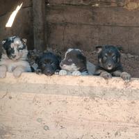 Cani pastore del Lagorai