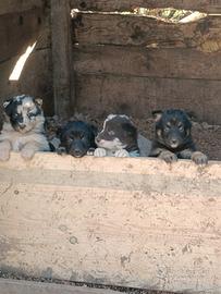 Cani pastore del Lagorai