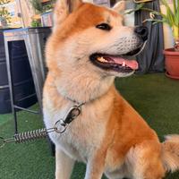 Maschio di Akita inu da monta