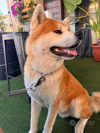 Maschio di Akita inu da monta