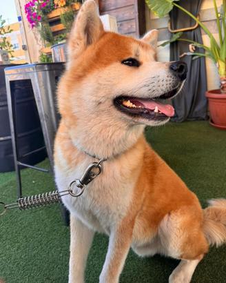 Maschio di Akita inu da monta
