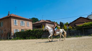 Cavallo Arabo Anica