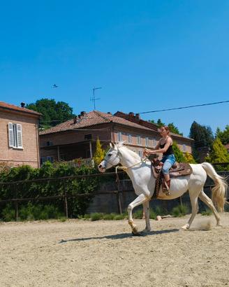 Cavallo Arabo Anica