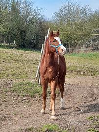 Puledro maschio 10 mesi