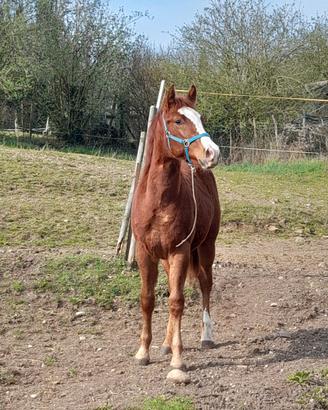 Puledro maschio di 1 anno