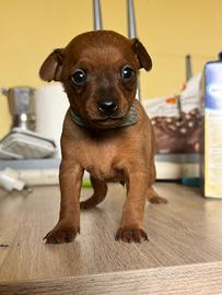 Cuccioli pinscher