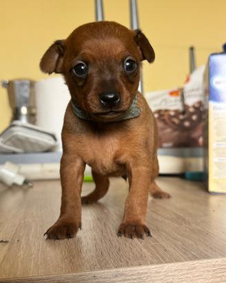 Cuccioli pinscher