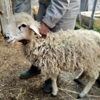 Ariete razza altamurana