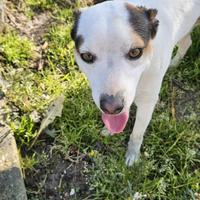 Cane di piccola taglia (LEO)