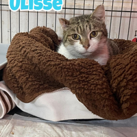 Ulisse gatto biancogrigio di 9 anni