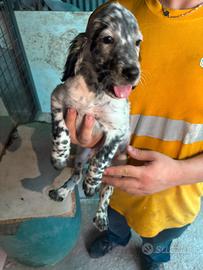 Setter