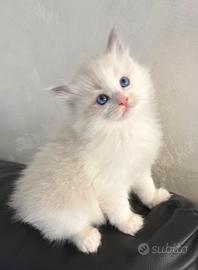 Cuccioli Ragdoll con Pedigree