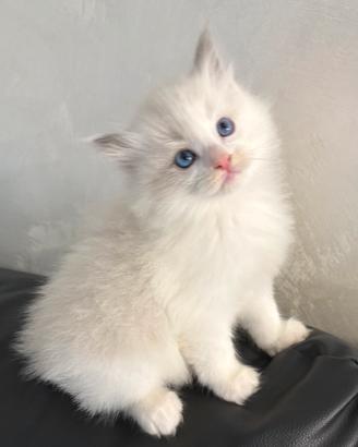 Cuccioli Ragdoll con Pedigree