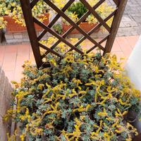 Fioriera quadrata in legno con grigliato verticale