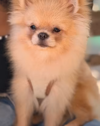 Spitz di Pomerania 