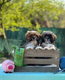 Cuccioli di Lhasa Apso