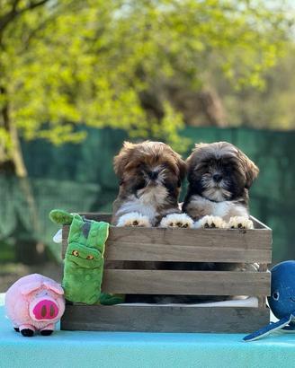 Cuccioli di Lhasa Apso