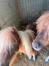 Cavalli poni