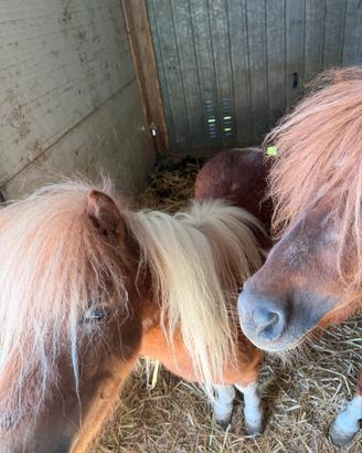 Cavalli poni