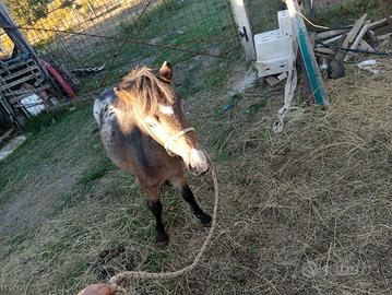 pony appaloosa 