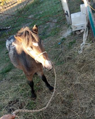 pony appaloosa 