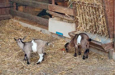 Capretti tibetani nani