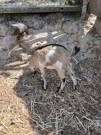 capretto tibetano bicolore