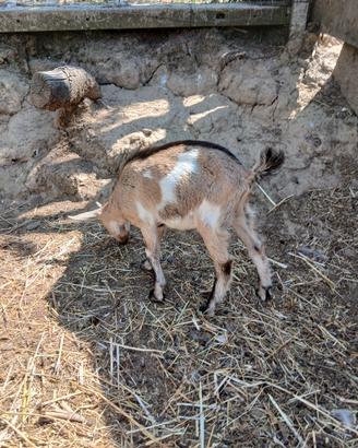 capretto tibetano bicolore