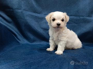 Maltipoo maschio