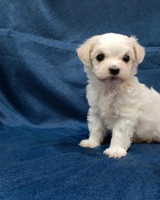 Maltipoo maschio
