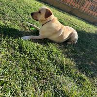 Labrador maschio 5 anni