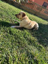 Labrador maschio 5 anni