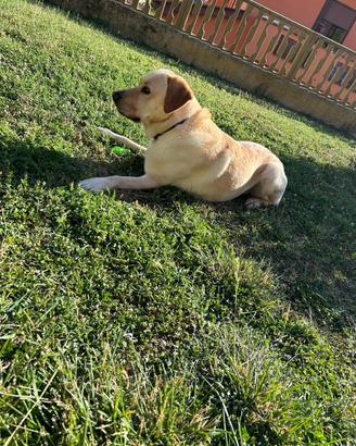 Labrador maschio 5 anni