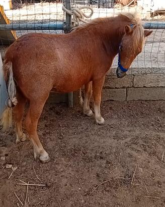 Pony appaloosa