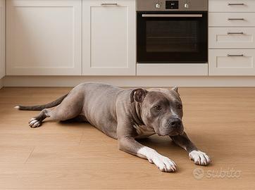 Cucciola di Amstaff Blue Fawn con pedigree ENCI