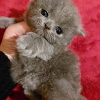 Cucciolo persiano grigio crema