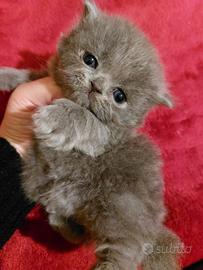 Cucciolo persiano grigio crema