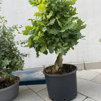 Bonsai quercia