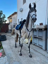 Cavalla 6 anni