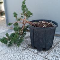 Bonsai pre-bonsai 