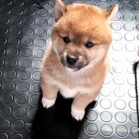 Shiba inu puppy pedigree ENCI
