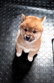 Shiba inu puppy pedigree ENCI