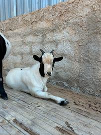 Capra nana tibetana
