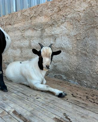 Capra nana tibetana