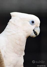 Cacatua Ducorpsi (Autraliano)