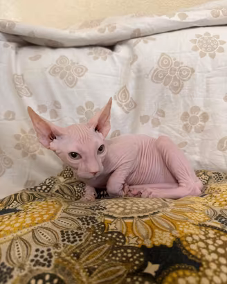 Sphynx cucciolo